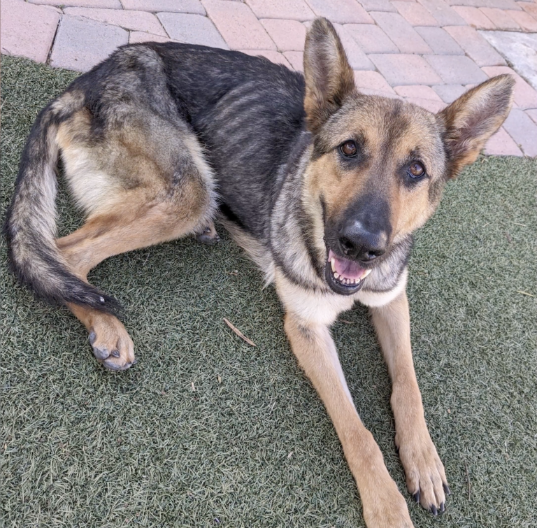 Macy: Her Tail-Wagging Joy Is Priceless After Rescuers Helped This Skeletal Sweetheart Gain 20 Pounds