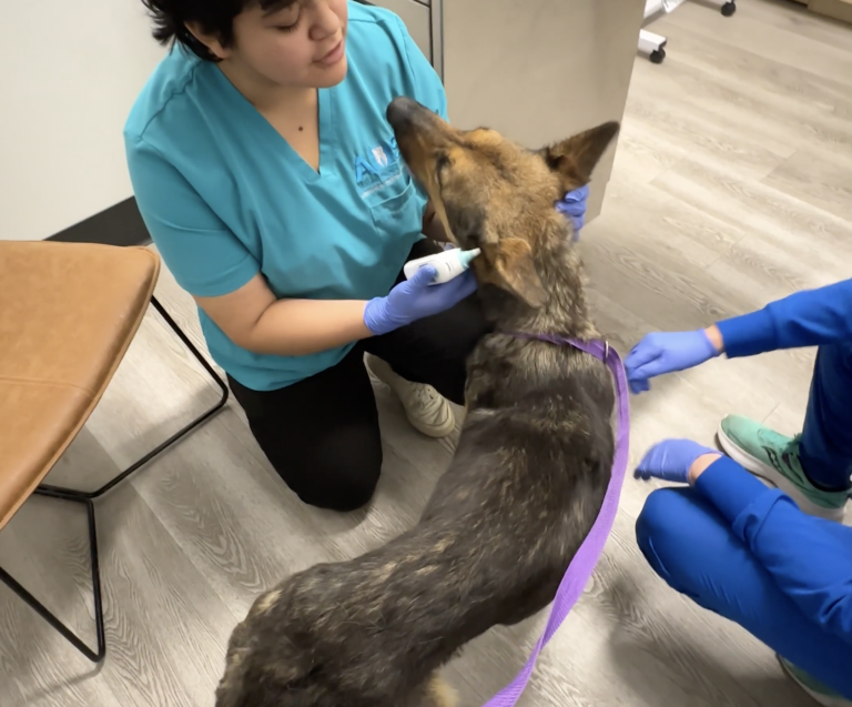 Macy: Her Tail-Wagging Joy Is Priceless After Rescuers Helped This Skeletal Sweetheart Gain 20 Pounds