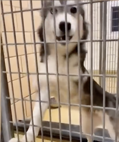 Feel Like Happy Crying? Watch This Shelter Dog Adorable Reaction To Being Adopted