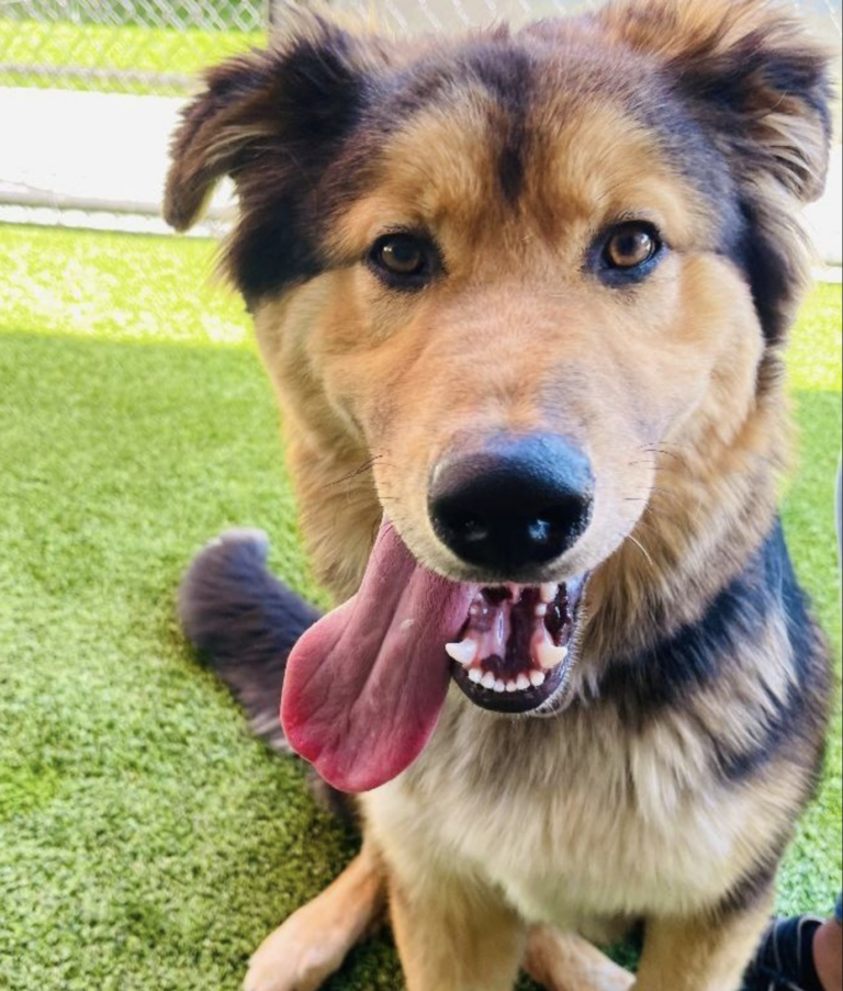 German shepherd plus fashion golden retriever