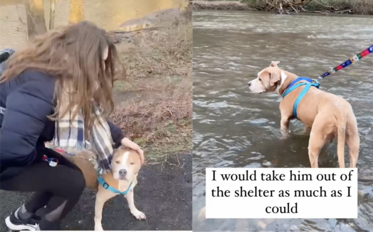 Senior Pitbull in Shelter for Over a Year Befriends Influencer & Earns Freedom