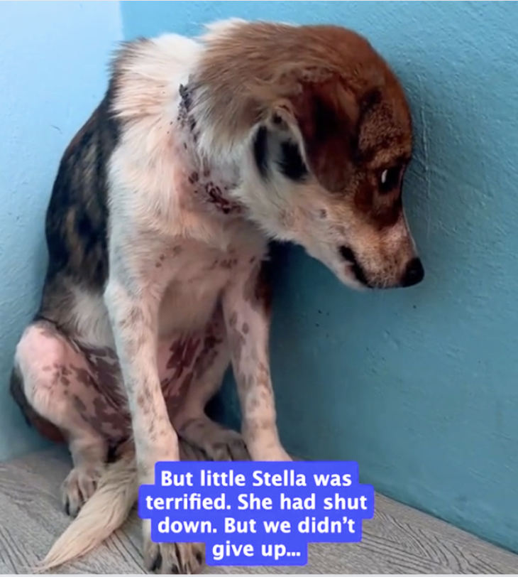 Stray Dog Living With Tight String Around Neck Thought Life Was Over, Until This Happened
