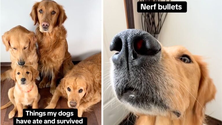 This Dog Mom's List of Dangerous Things Her Goldens Ate (& Survived) Will Make Your Jaw Drop  