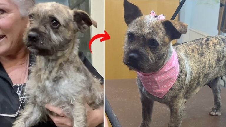 Toto - Dog up for Adoption: Timid Terrier's Adorable Transformation Proves Love Can Make a Big Difference