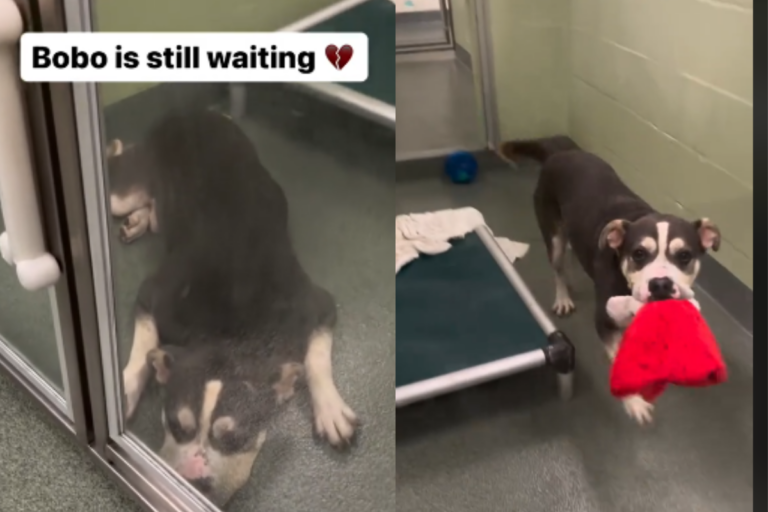 Dog Returned to Shelter After House Dogs Bully Him, Longs for a Permanent Home 