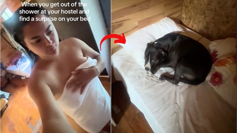 Woman Returns to Hotel to Find Stray Mama Dog Napping in Her Bed - What Happens Next Will Melt Your Heart
