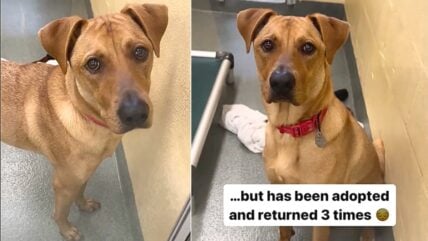 Heartbroken Pup Returned to Shelter 3 Times Has the Saddest Eyes You’ll Ever See
