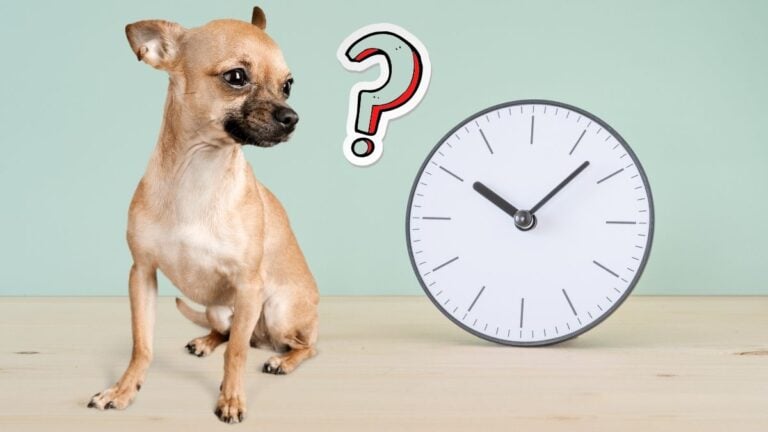 How Long Do Chihuahuas Live?