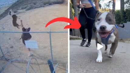 Dog Thrown Over Barbed-Wire Fence Caught on Camera Now Enjoys Pup Cups & Long Walks
