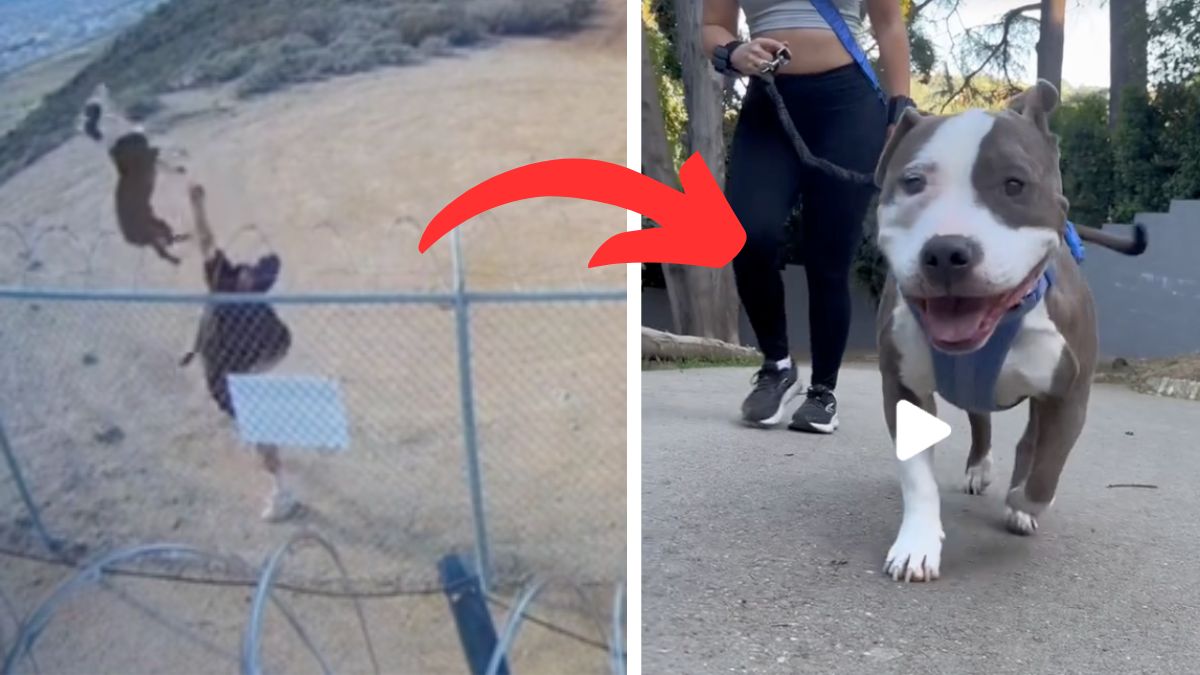 Dog Thrown Over BarbedWire Fence Caught on Camera Now Enjoys Pup Cups