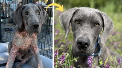Homeless Great Dane Surprises Rescuers When He Does the Impossible… Survives