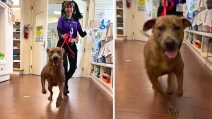 Watch Dog’s Priceless Reaction as He Leaves Shelter After Years Will Melt Your Heart