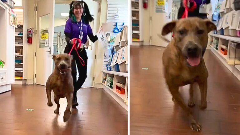 Dog's reaction to get adopted