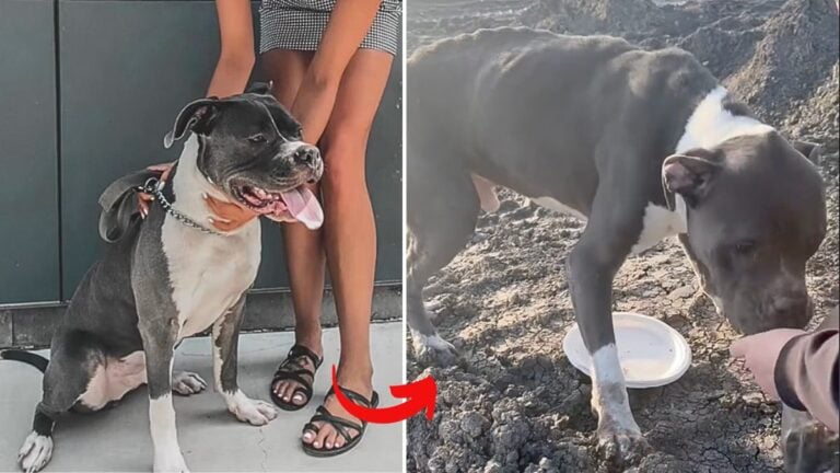 Influencer Sells Puppy on Craigslist After Using Him as Insta Prop, Dog Found Dumped At Construction Site