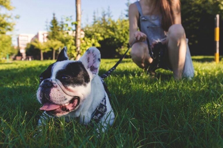 A leashed black and white French Bulldog lying on green grass with tongue out