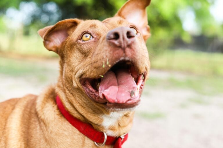 Close up of a brown-eyed American Pit Bull Terrier with mouth open,