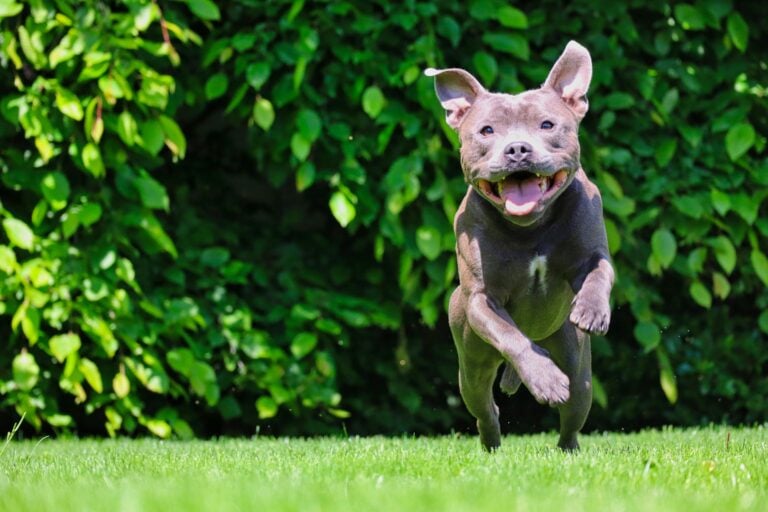 A happy-looking Pit Bull jumping on green grass with mouth open,