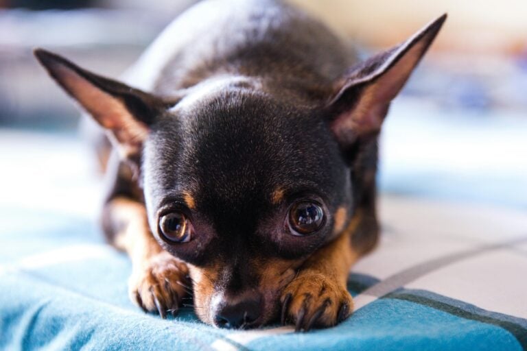 Close up of a black and tan Chihuahua lying on the bed,