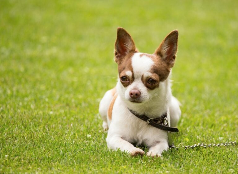 A white and brown Chihuahua lying on a green lawn