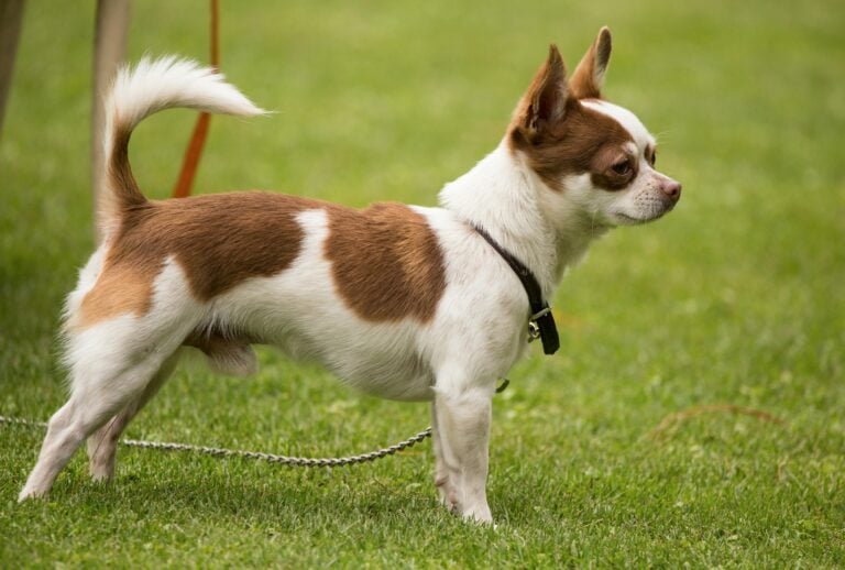 A leashed white and brown Chihuahua standing on a green lawn