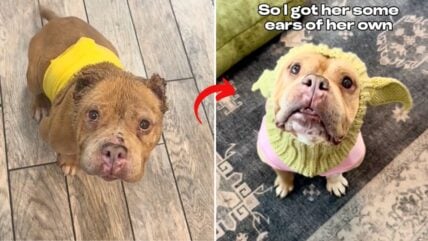 Foster Parent Gives Earless Pit Bull a Special Set Of “New Ears,” Moves Internet to Tears  