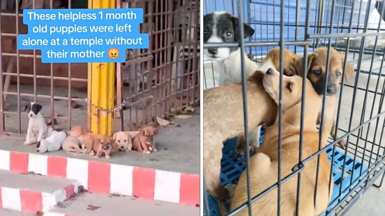 7 Puppies Abandoned in a Temple Meet Rescuers Who Won’t Give Up on Them