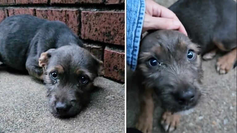 Need a Good Happy Cry? Watch Abandoned Puppy Greet Her Rescuer In The Cutest Way