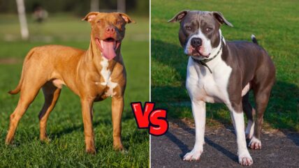 Are American Pit Bull Terriers and American Staffordshire Terriers the Same?