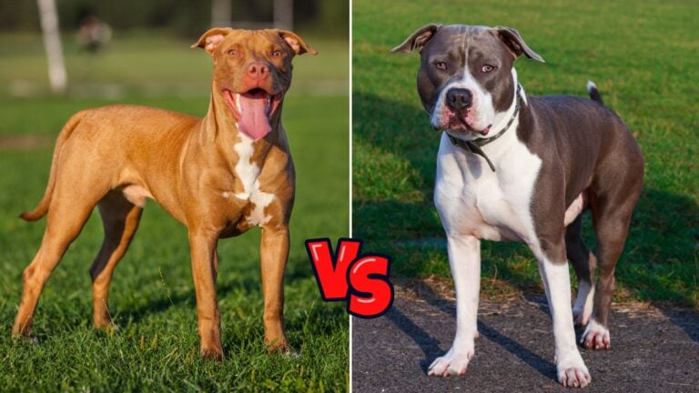American Pit Bull Terriers vsAmerican Staffordshire Terriers