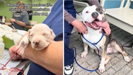 Heroic Shelter Dog Saves Anemic Puppy with Blood Donation, Now Needs a Forever Home