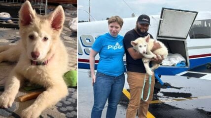 Dog Rescued from Flea Market Scores Private Plane Ride But Still Needs Forever Family