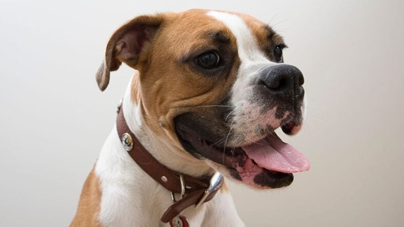 132 Names That Will Make Your Boxer the Star of the Dog Park - Rocky Kanaka