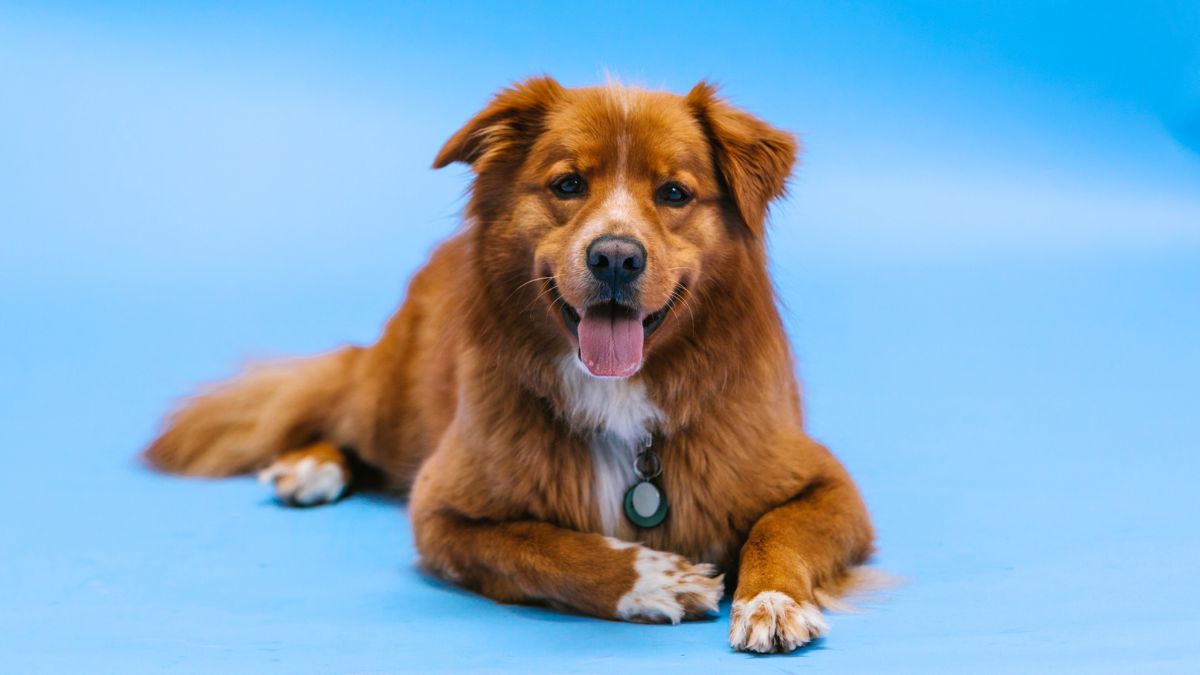 187 Unique Brown Dogs Names Perfect Picks for Your Pup Rocky Kanaka