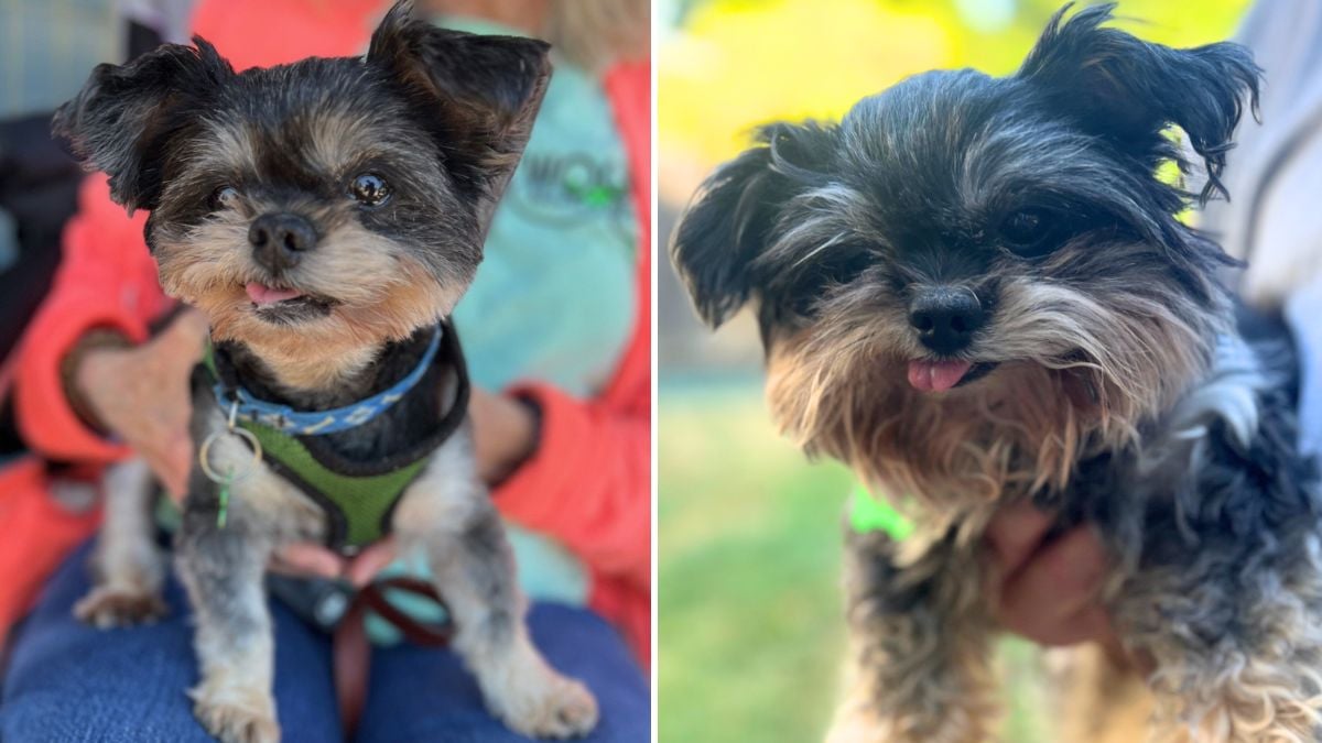 Tiny Yorkie With A Big Personality Is Ready To Be Loved: Why Does He 