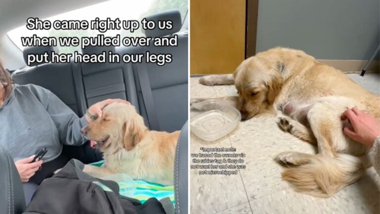Crazy Drama Ensues After Women Rescue Injured Golden Retriever Who Had Just Given Birth