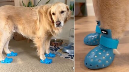 Hilarious TikTok Videos of Dogs in Toddler Shoes Started a New Craze: Crocs For Dogs