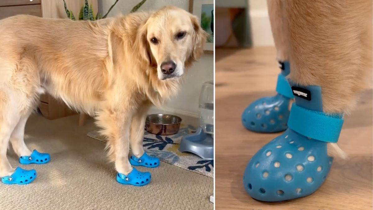 Hilarious TikTok Videos of Dogs in Toddler Shoes Started a New Craze ...