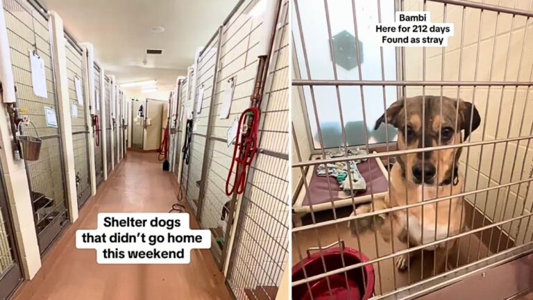 Dogs' Hearts Shattered After Failing to Get Adopted Over the Weekend