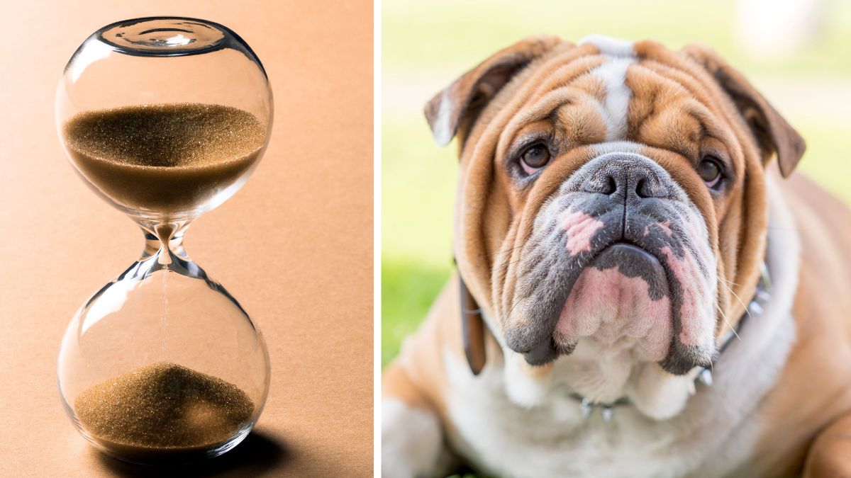 How Long Do English Bulldogs Live? Everything You Should Know