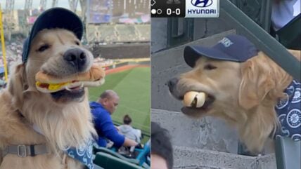 Hungry Golden Retriever Steals the Show By Chowing Down on Hot Dog During Baseball Game