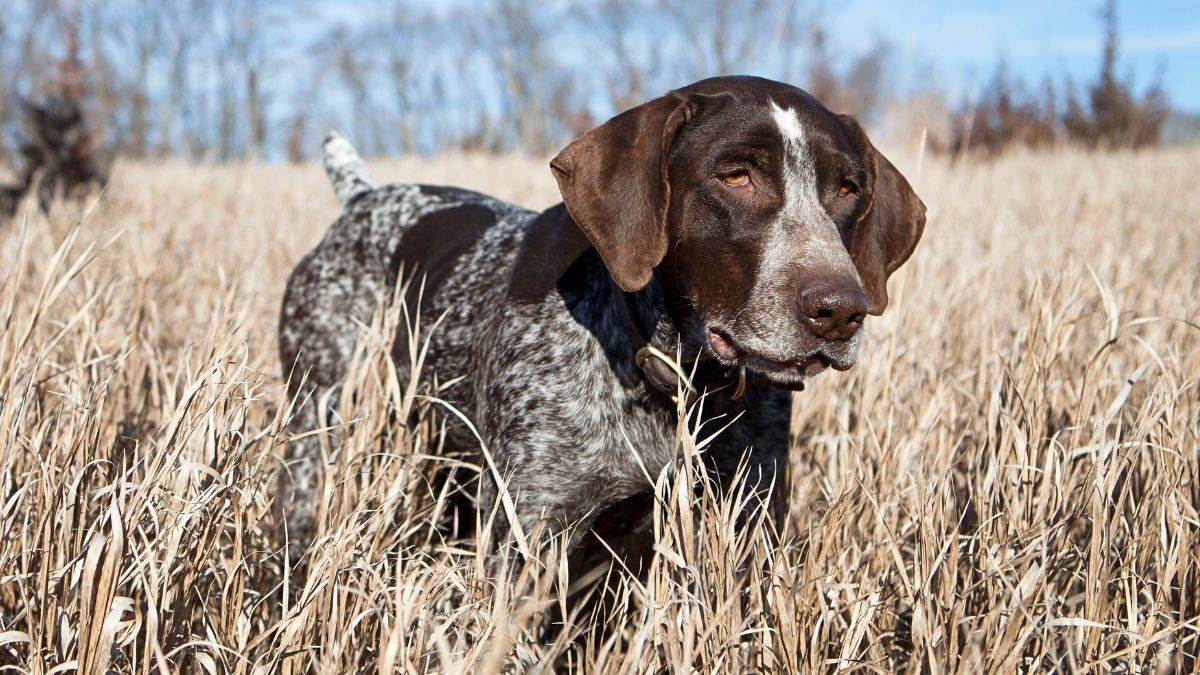 Hunting Dog Names Unique, Classic, and Powerful Choices for Every Hunter Rocky Kanaka