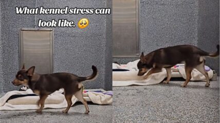 Heartbreaking Video Captures Shelter Dog Overwhelmed With Kennel Stress