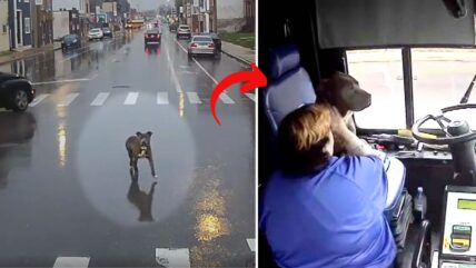 Lost Dog Weaves Through Dangerous City Traffic Until Saved by Kindhearted Bus Driver