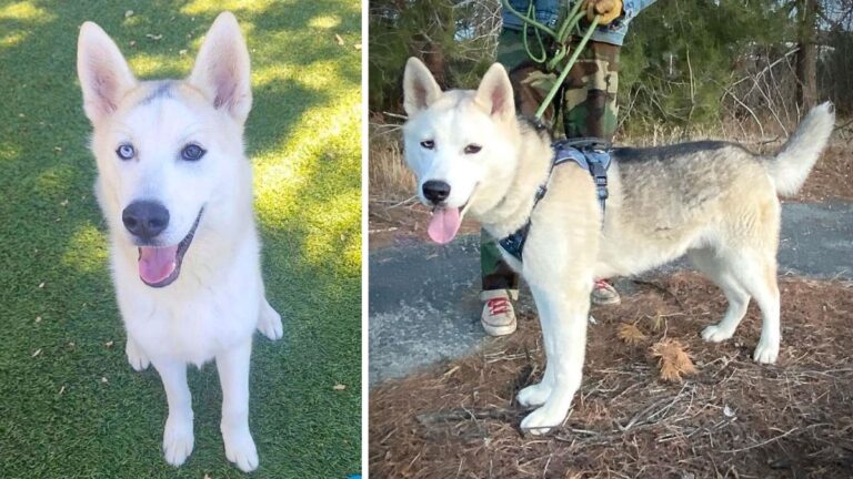 Husky Who Never Saw Grass Learns To "Hike His Leg" Now He Needs A Forever Home