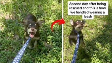 Newly Rescued Dogs Hilarious Reaction to Walking on a Leash is Too Sweet to Resist