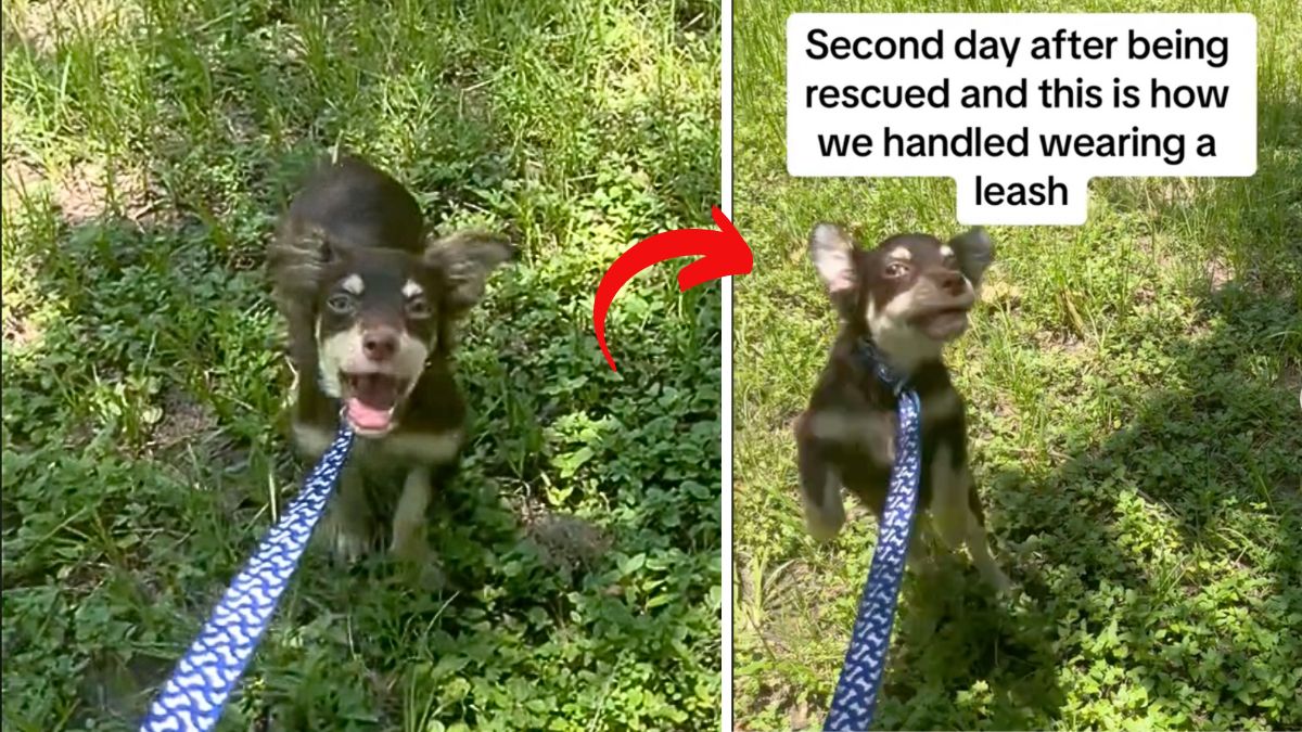 Newly Rescued Dogs Hilarious Reaction to Walking on a Leash is Too ...