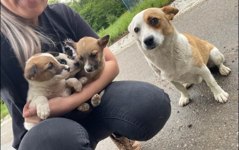 Mama Dog's Selfless Actions Led Rescuers Straight to Her Hidden Puppies
