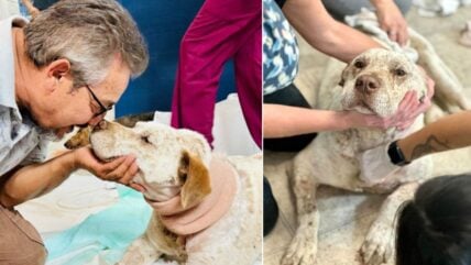 Dog’s Bravery After Being Stabbed During Home Invasion Earns Him ‘Ribeyes For the Rest of His Life’