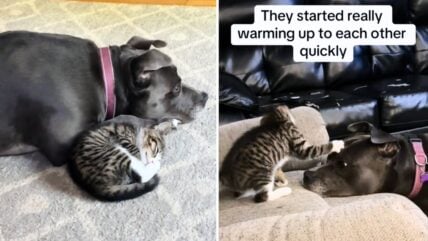 Precious Pit Bull’s Friendship With Tiny Kitten Proves How Intuitive & Gentle Dogs Can Be