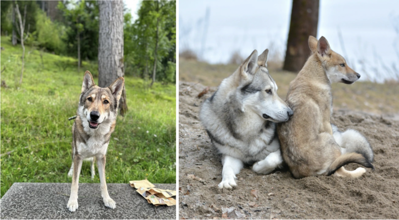 Wolfdog vs. Wolf: How to Tell the Difference Between a Hybrid and the ...